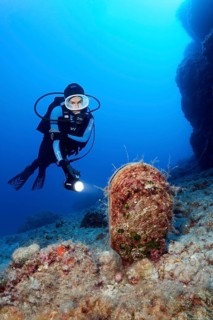 Diver with lamp observing noble pen shell or fan mussel