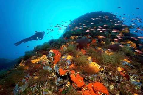 Diver at overgrown rocks