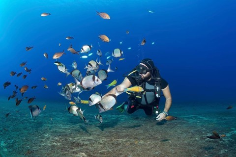 Diver feeding fish