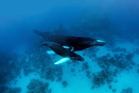 Humpback whale