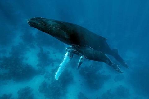 Humpback whale
