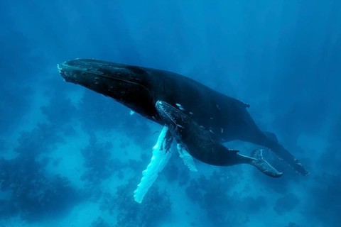 Humpback whale
