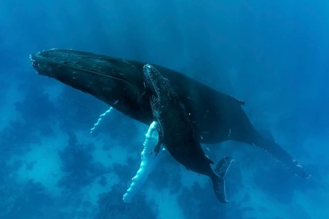 Humpback whale