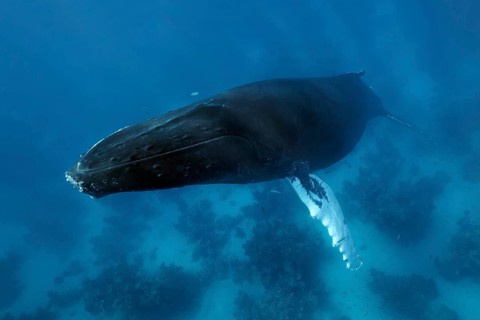Humpback whale