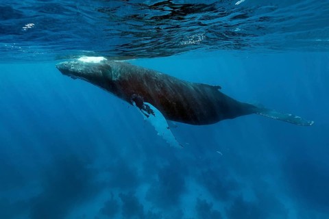 Humpback whale