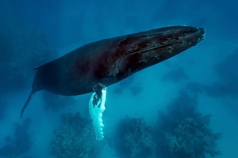 Humpback whale