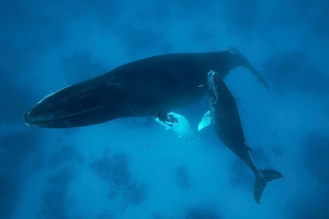 Humpback whale