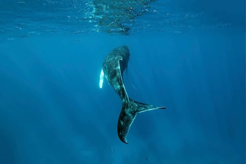 Humpback whale