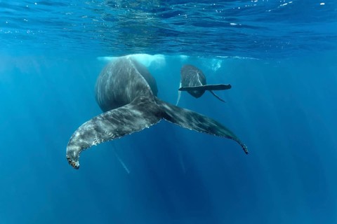 Humpback whale