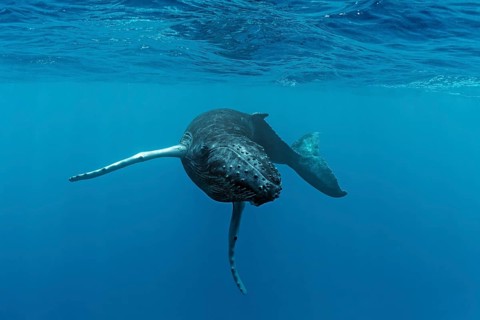Humpback whale