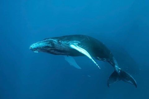 Humpback whale