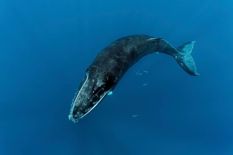 Humpback whale