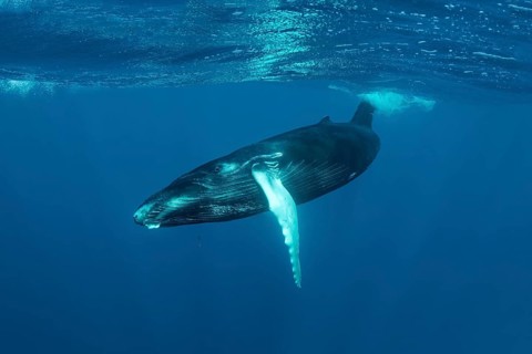 Humpback whale