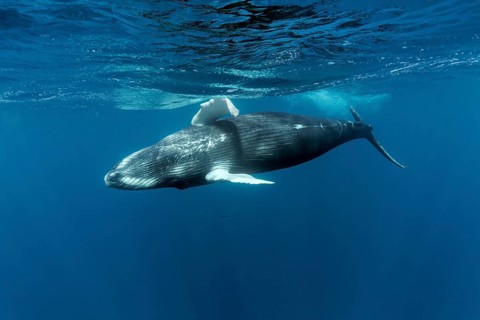 Humpback whale