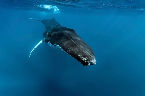 Humpback whale