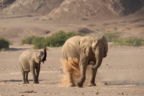 Desert elephant