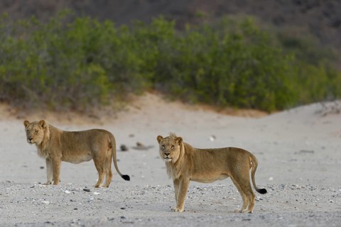 Desert lion