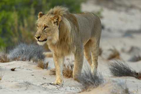 Desert Lion