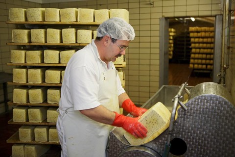 Dairy expert in the aging cellar of the Sarzbuttel fine cheese dairy