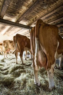 Cows in the barn