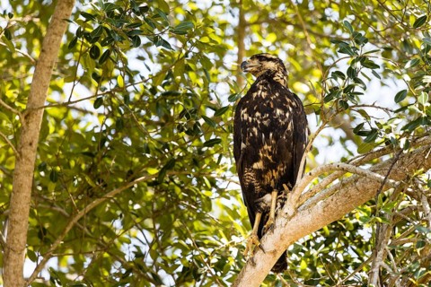 Great Black Hawk