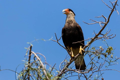 Southern Caracara