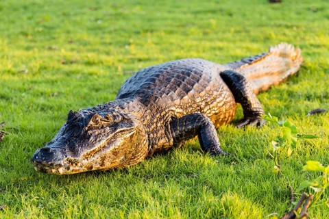 Black Caiman