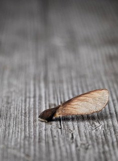 Maple seeds