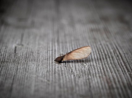 Maple seeds