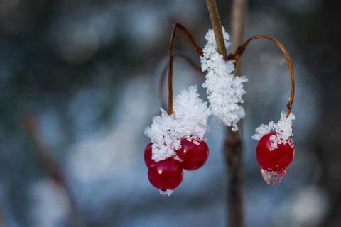 Frozen berries on American Cranberry Bush