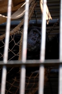 Chimpanzee