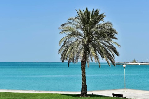 Doha Corniche promenade with a palm