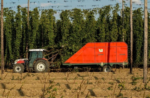 Hop harvest in Siegburg