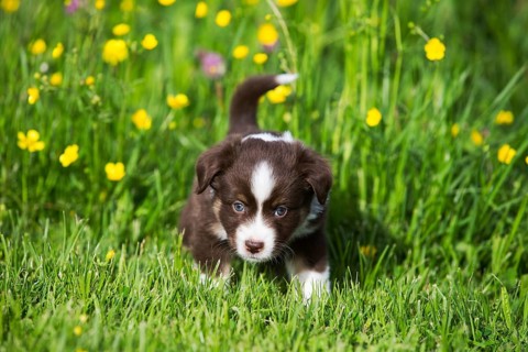 Miniature American Shepherd or Miniature Australian Shepherd or Mini Aussie puppy