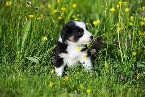 Miniature American Shepherd or Miniature Australian Shepherd or Mini Aussie puppy