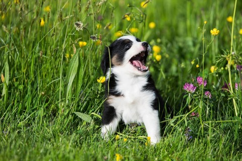 Miniature American Shepherd or Miniature Australian Shepherd or Mini Aussie puppy