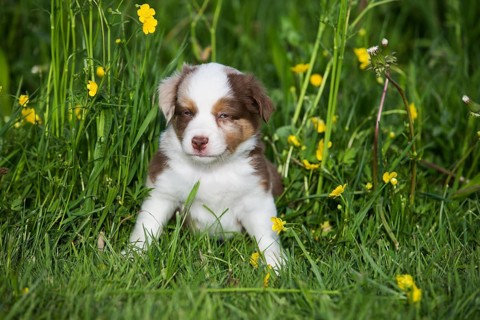 Miniature American Shepherd or Miniature Australian Shepherd or Mini Aussie puppy