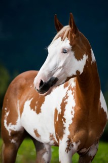 Sorrel Overo Paint Horse with a blue eye