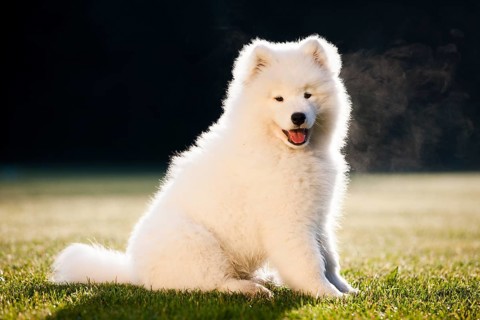 Samoyed dog