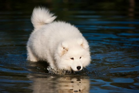 Samoyed dog