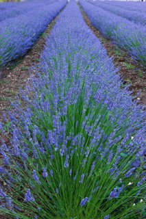 Rows of blooming purple lavender