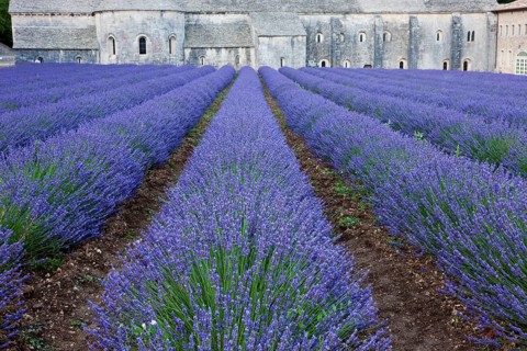 Rows of blooming purple lavender in front of Cistercian abbey Abbaye Notre-Dame de Senanque