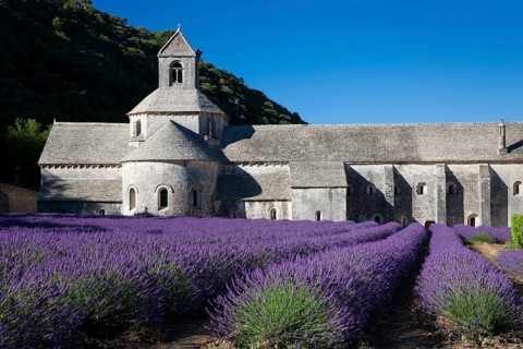 Cistercian abbey Abbaye Notre-Dame de Senanque with lavender field
