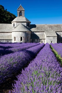 Cistercian abbey Abbaye Notre-Dame de Senanque with lavender field