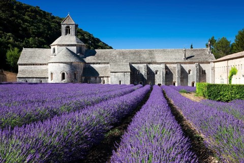 Cistercian abbey Abbaye Notre-Dame de Senanque with lavender field
