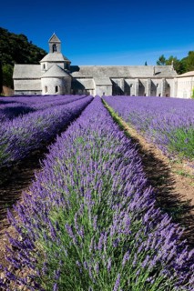 Cistercian abbey Abbaye Notre-Dame de Senanque with lavender field
