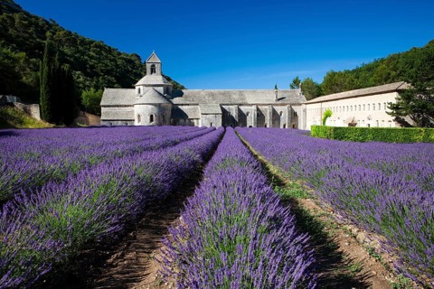 Cistercian abbey Abbaye Notre-Dame de Senanque with lavender field