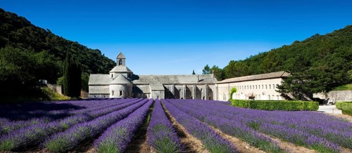 Cistercian abbey Abbaye Notre-Dame de Senanque with lavender field