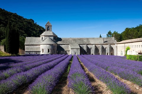 Cistercian abbey Abbaye Notre-Dame de Senanque with lavender field