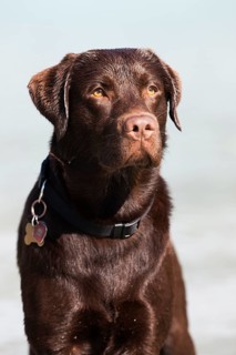 Labrador